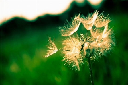 Tree nature grass branch Photo