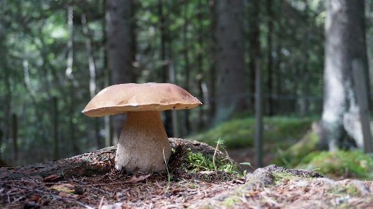 木 自然 森 トランク 写真