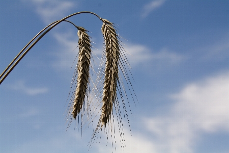 Tree grass branch cloud Photo