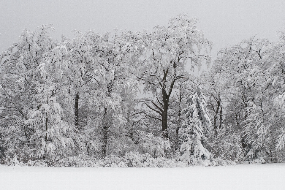 árvore floresta filial neve