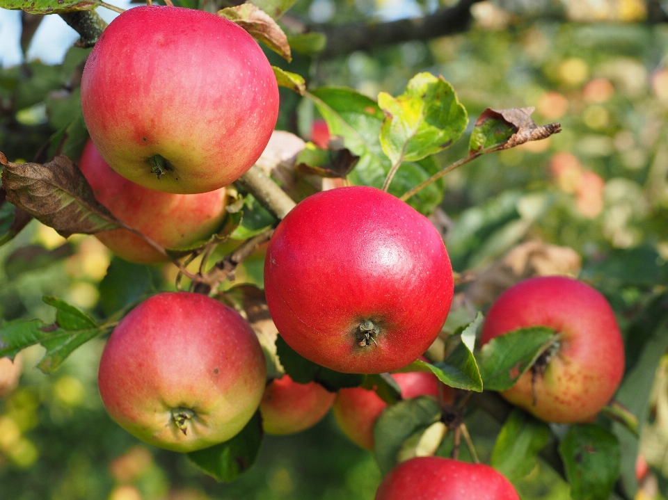 Apple planta fruta flor