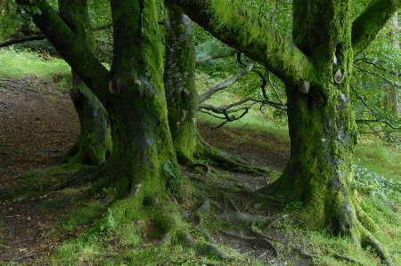 Tree nature forest branch Photo