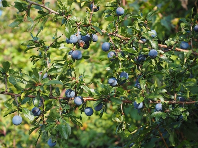 Tree branch plant fruit Photo