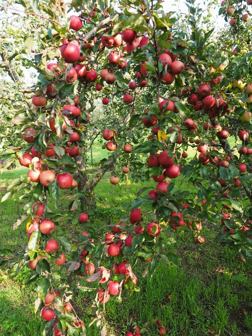 Apple tanaman buah bunga