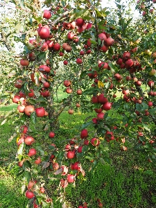 Apple 植物 フルーツ 花 写真