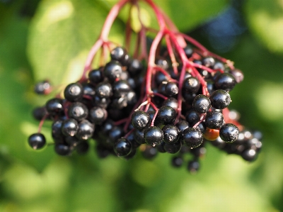 Branch plant fruit berry Photo