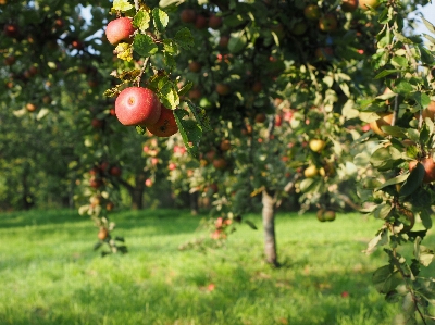 Apple tree branch plant Photo