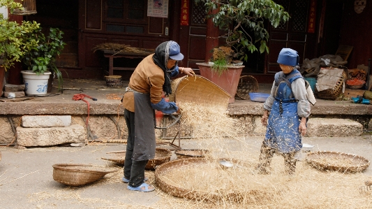 木 水 収穫 農業 写真