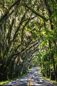 Foto Paisagem árvore natureza floresta