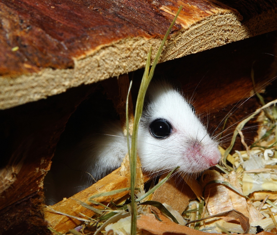 Süss maus niedlich tierwelt