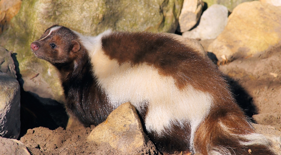 Süss niedlich tierwelt zoo