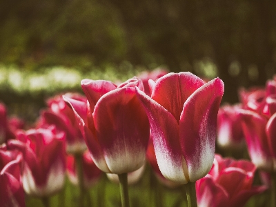 Blossom plant flower petal Photo