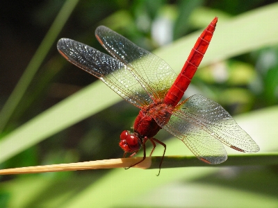 Photo Nature aile la photographie insecte