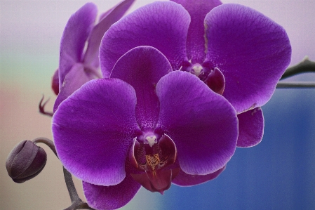 Foto Planta flor púrpura pétalo