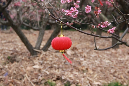 Tree nature branch blossom Photo