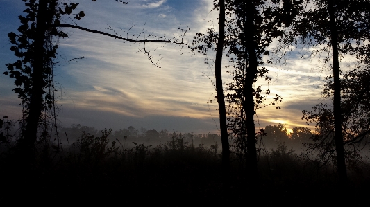 Landschaft baum natur wald Foto