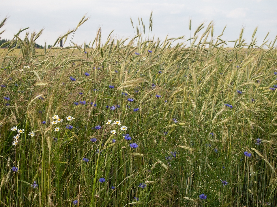 Landschaft natur gras sumpf
