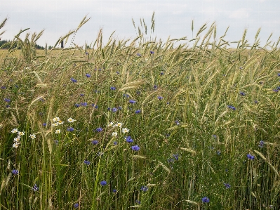 Landscape nature grass marsh Photo