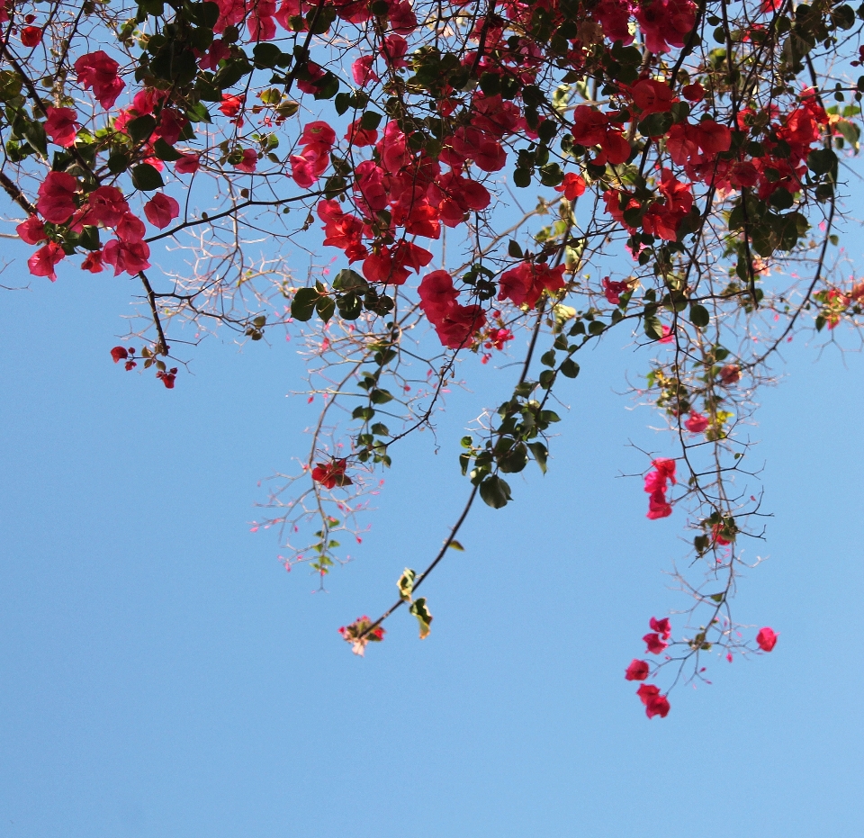 Albero ramo fiore pianta