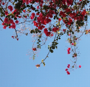 Tree branch blossom plant Photo