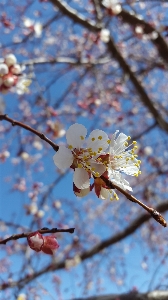 Tree nature branch blossom Photo