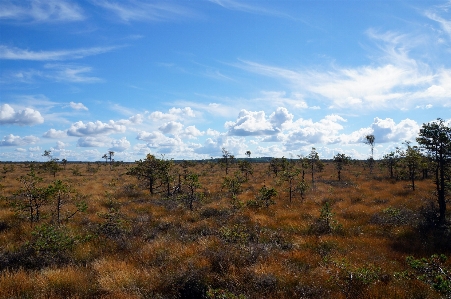 Landscape tree nature forest Photo