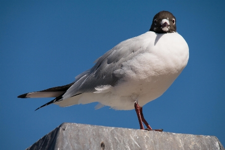 Watch coast bird wing Photo