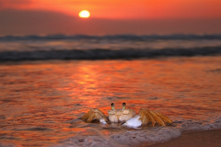 Beach sea coast sand Photo