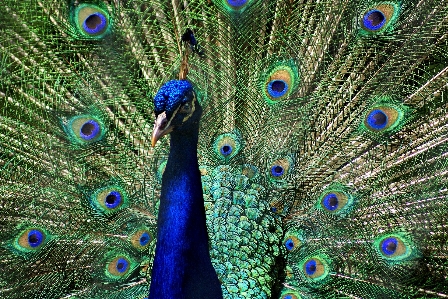 Bird beak biology feather Photo