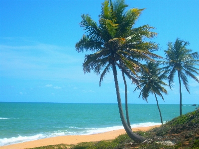 Beach sea coast tree Photo