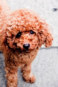 子犬 犬 かわいい 茶色 写真