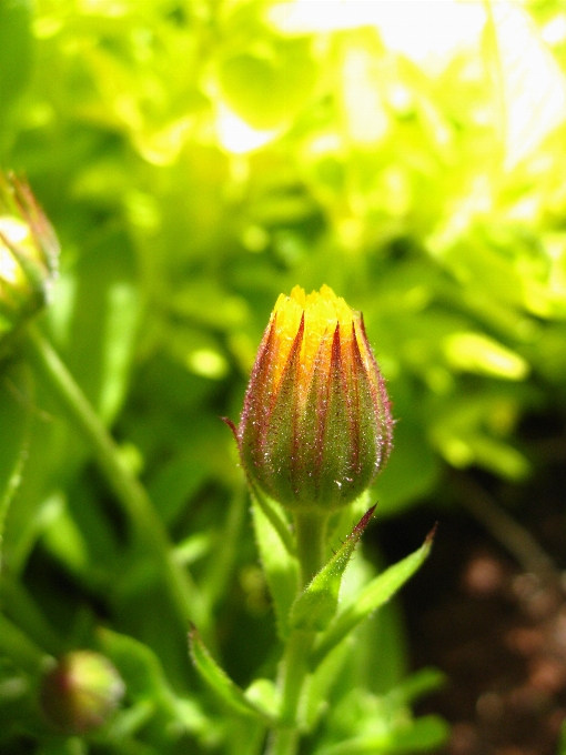 Blossom plant leaf flower