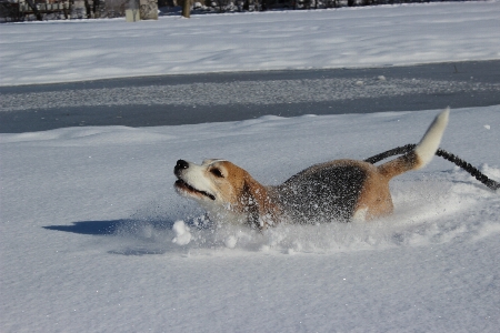 Snow winter run dog Photo