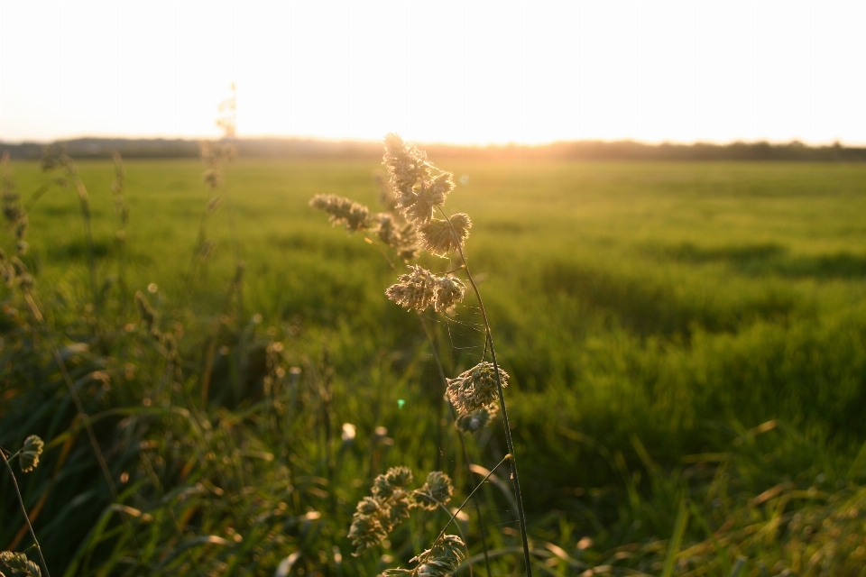 árvore natureza grama plantar