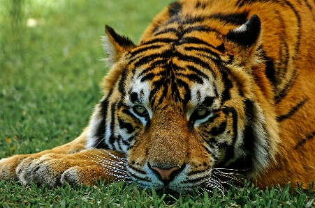 Foto Animais selvagens jardim zoológico pelagem mamífero