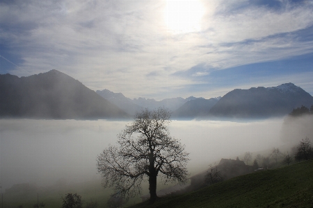 Landscape tree nature wilderness Photo