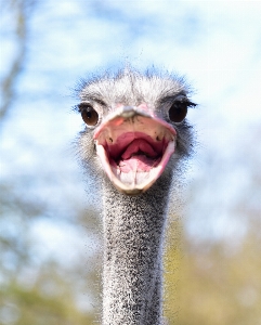 鳥 動物 野生動物 肖像画 写真