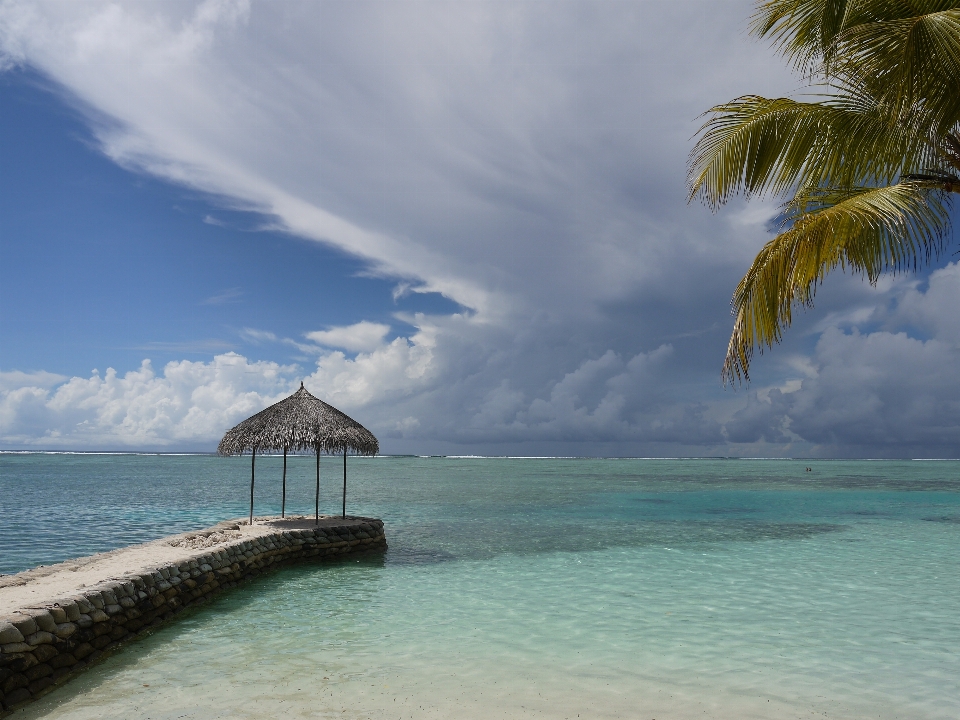 Plage mer côte arbre