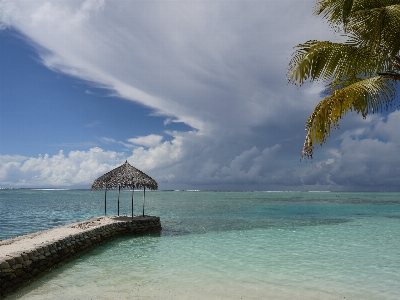 Strand meer küste baum Foto