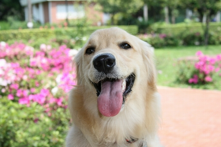 Foto Anak anjing peliharaan mamalia