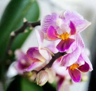 Nature blossom plant white Photo