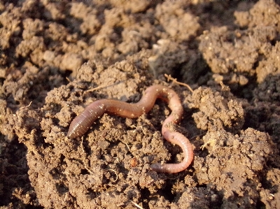 Dirt macro soil fauna Photo