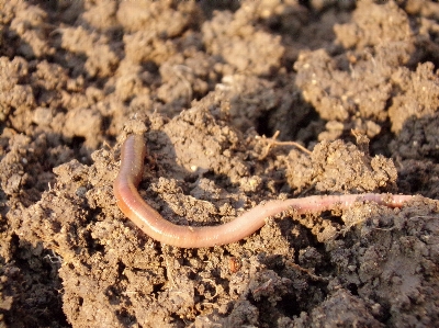 Zdjęcie Brud makro gleba fauna