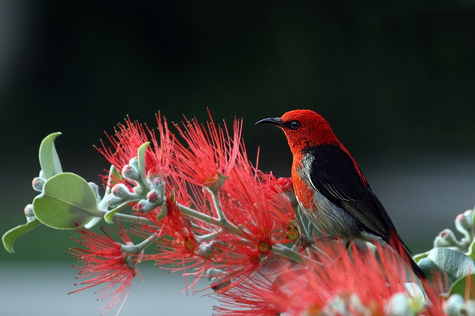 Natur vogel flügel blume