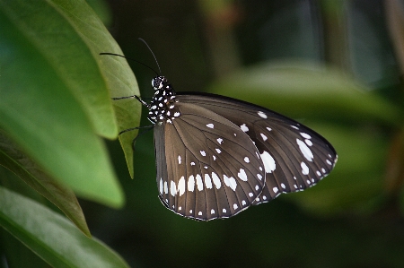 Foto Natureza asa folha flor