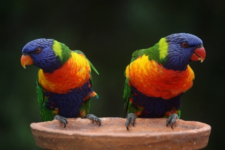 Nature bird wildlife orange Photo