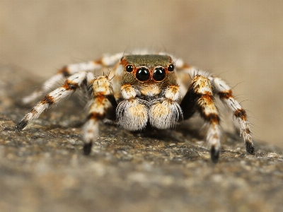 写真撮影 動物 野生動物 虫 写真