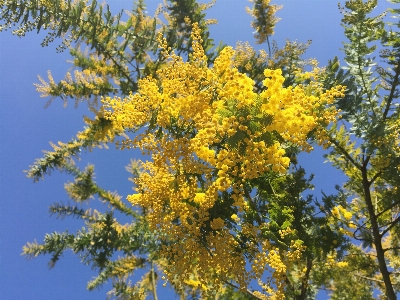 Tree branch blossom plant Photo