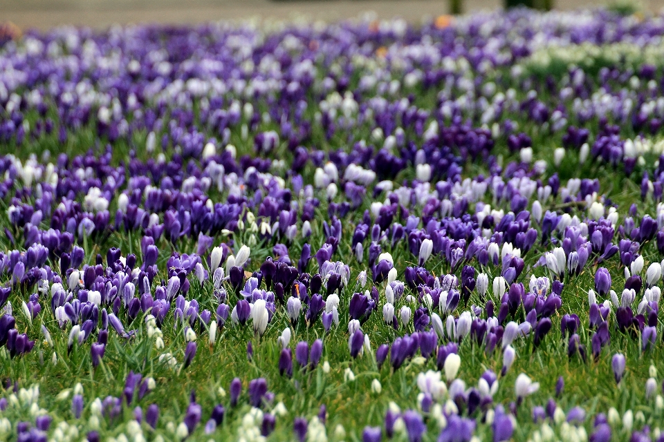 Natur gras anlage feld