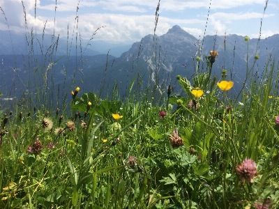 Grass plant field lawn Photo